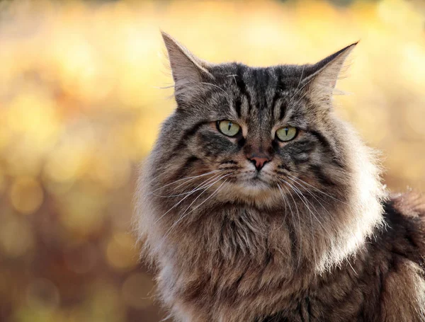 Портрет Лісової Кішки Північно Західного Чоловіка Осінньому Середовищі — стокове фото