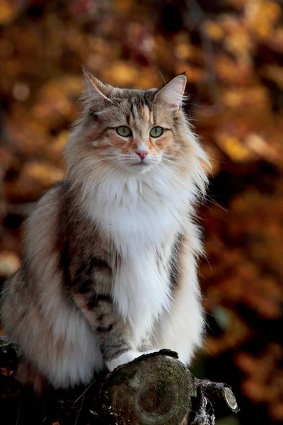 Όμορφη Νορβηγική Γάτα Δάσος Θηλυκό Στο Φθινοπωρινό Φως — Φωτογραφία Αρχείου