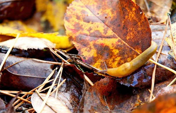 腐った葉を這う黄色のカタツムリ — ストック写真