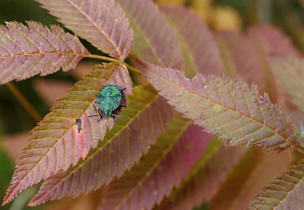 Common green shield bug nymph on a red leaf in garden