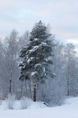Karlı bir tarlada duran uzun bir çam