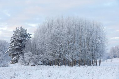 Buzlukta bir çam ağacı ve çalılar