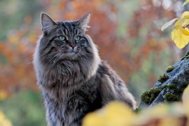 Norwegian forest cat male in autumnal scenery