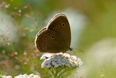 Ringlet butterfly on common yarrow on a sunny day