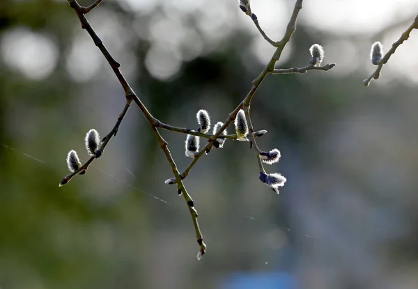 Μεγάλη Ιτιά Ανθίζει Δέντρο Μικρές Λευκές Γατόκαινες — Φωτογραφία Αρχείου