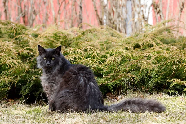 Norweski Leśny Kot Mężczyzna Siedzi Zewnątrz Ogrodzie — Zdjęcie stockowe