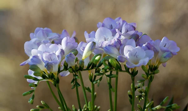 Pakiet Purpurowych Kwiatów Freesia Pączkami — Zdjęcie stockowe