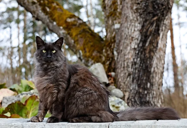 Νορβηγική Γάτα Δάσος Αρσενικό Κάθεται Εξωτερικούς Χώρους Στον Κήπο — Φωτογραφία Αρχείου