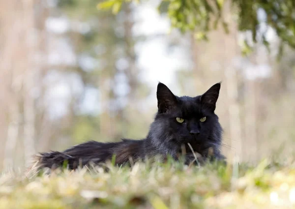Norweski Leśny Kot Mężczyzna Spoczywa Cieniu Ciepły Wiosenny Dzień — Zdjęcie stockowe