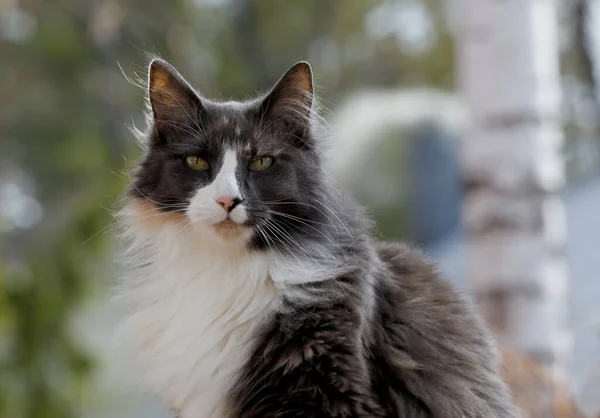 Portrét Krásné Želví Skořápky Norské Lesní Kočky — Stock fotografie