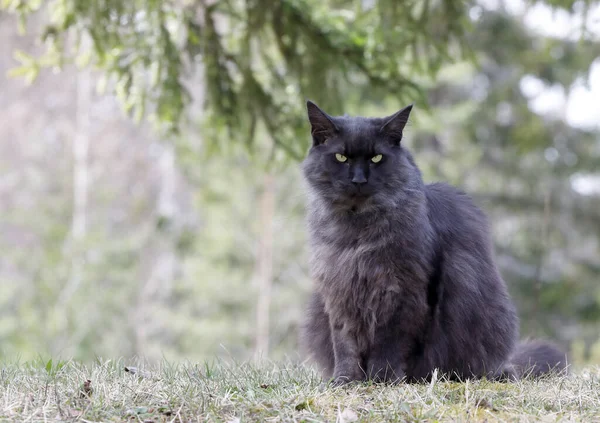 Νορβηγική Γάτα Δάσος Αρσενικό Κάθεται Στη Σκιά Μια Ζεστή Ανοιξιάτικη — Φωτογραφία Αρχείου