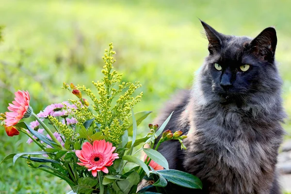Норвезький Лісовий Кіт Купкою Літніх Квітів — стокове фото