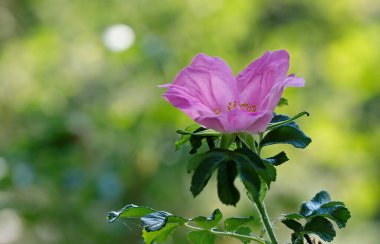 Plaj gülü, parçalanmış mor çiçeklerle çiçek açıyor. Finlandiya 'da bitki yetiştirmek yasaktır