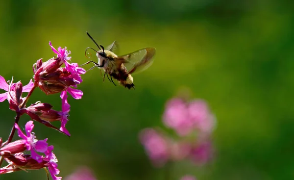 stock image A broad-bordered bee hawk moth searching for nectar in sticky catchfly-flowers