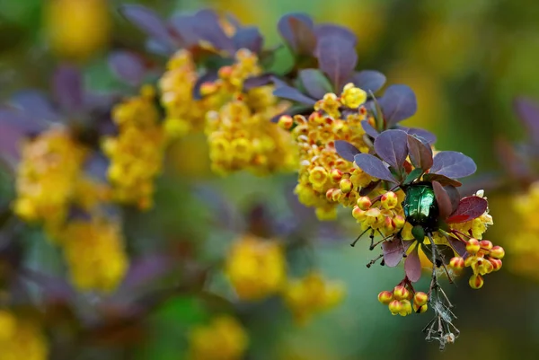 A shiny green beetle searching food on beautiful yellow barberry flowers