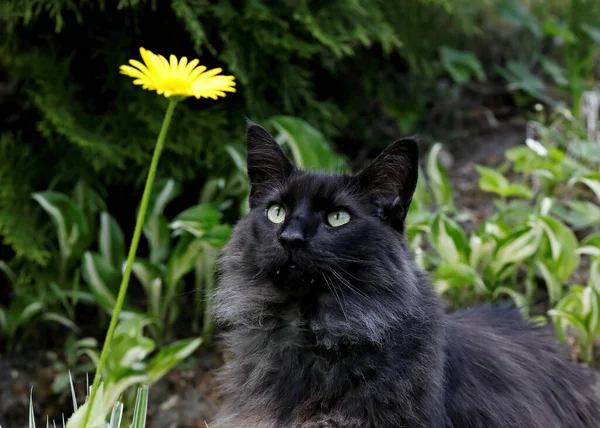 ヒョウの黄色の花や黄色のデイジーを見てノルウェーの森林猫の男性 — ストック写真
