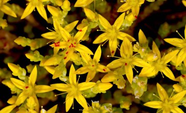 Sarı altın yosunlu taş tomurcuklanıyor. Çiçekler üzerinde gezinen parlak kırmızı akarsular..