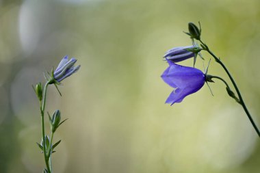 İki şeftali yapraklı çan çiçeği, açık yeşil arka planda birbirine bakan Campanula persifolia.