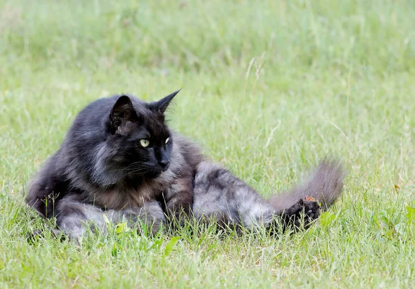 Norweski Kot Leśny Siedzi Myje Się — Zdjęcie stockowe