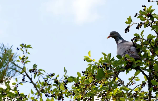 열매를 비둘기 — 스톡 사진