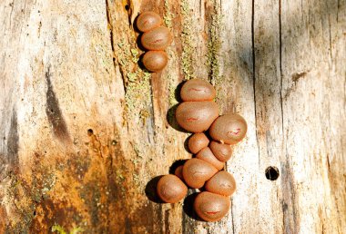 Güneşli bir günde ağaç kütüğünde büyüyen yaşlı kurtların sütü.