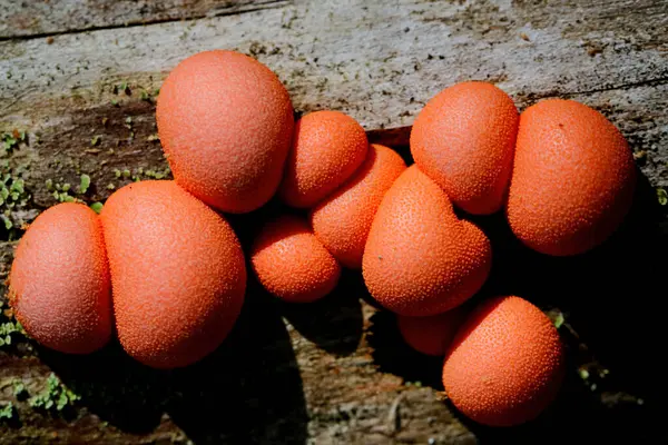 stock image The new orange wolf's milk grows on a tree stump