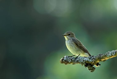 Bir dala oturmuş sinekkapan gördüm.