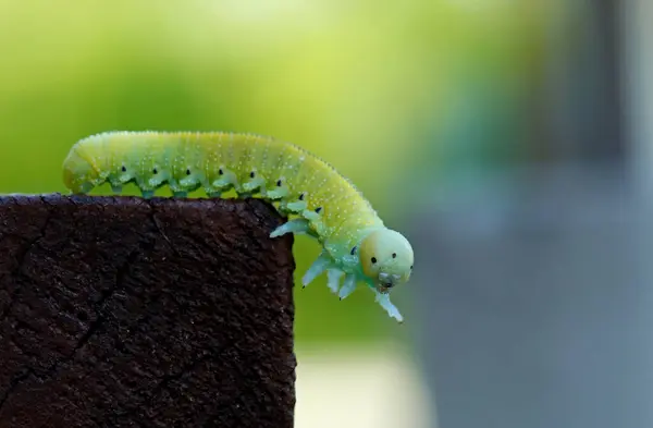 stock image Green small caterpillar crawling on stairs