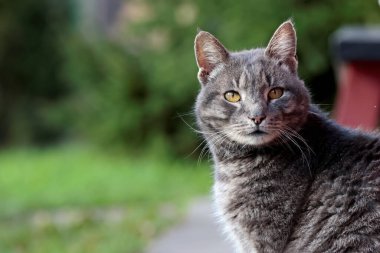 Dışarıdaki sevimli bir ev kedisinin portresi.