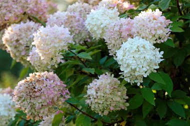 Bahçede çiçek açan bir ortanca bitkisi