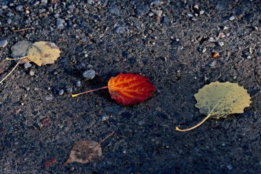 Yerde ölü ve kuru kavak yaprakları var.