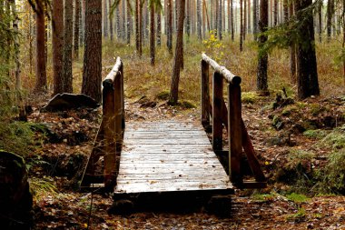Bataklıktaki bir hendeğin üzerindeki küçük tahta köprü.