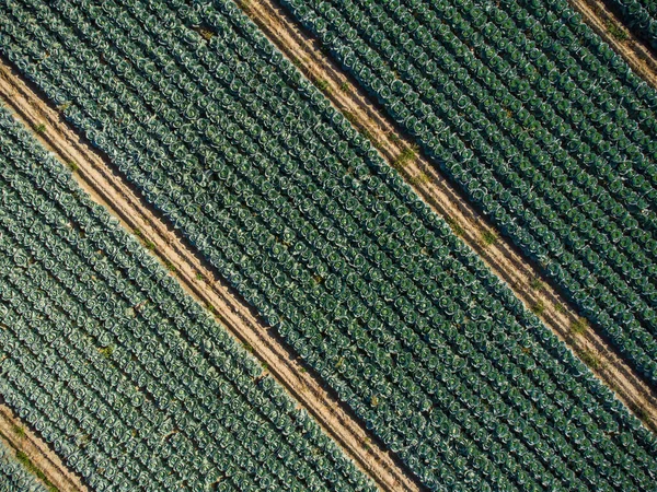 Αεροφωτογραφία Από Ψηλά Από Ένα Χωράφι Λάχανο Γενικό Πλαίσιο Τομέα — Φωτογραφία Αρχείου