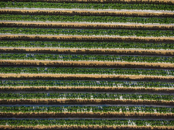 Bir Tarım Alanının Üstünden Havadan Görünüşü — Stok fotoğraf