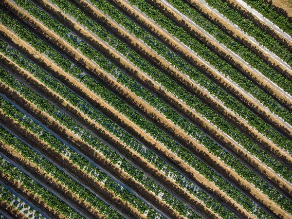 Aerial Top View Agriculture Field — Stock Photo, Image