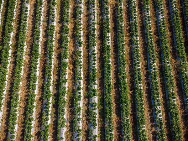 Aerial Top View Agriculture Field — Stock Photo, Image