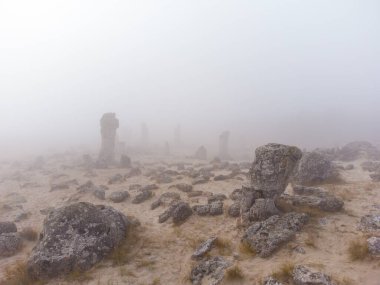 Bulgaristan 'ın Varna kentinde sabah sisinde Taş Ormanı Pobiti Kamani