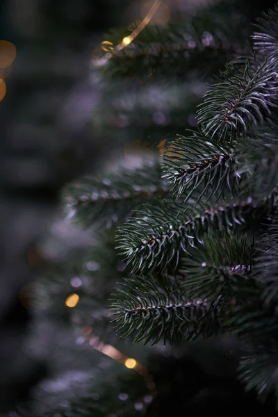 Vánoční Strom Větve Jedlí Kužel Rozostřené Věnec Světla Detailní — Stock fotografie