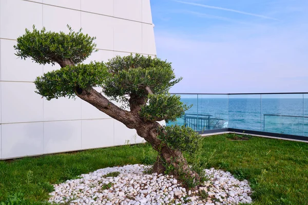 bonsai tree in the park near the hotel on the sea at sunny day