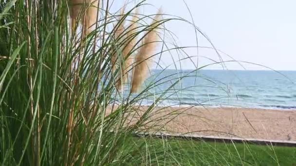 Groen Riet Wind Tegen Achtergrond Van Blauwe Zee Een Zonnige — Stockvideo