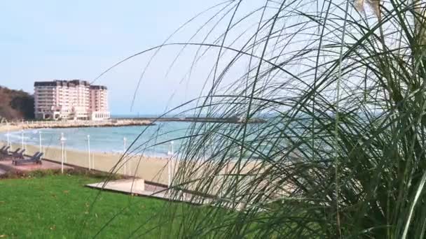 在阳光灿烂的日子里 碧绿的芦苇在蓝海的背景下迎风飘扬 — 图库视频影像
