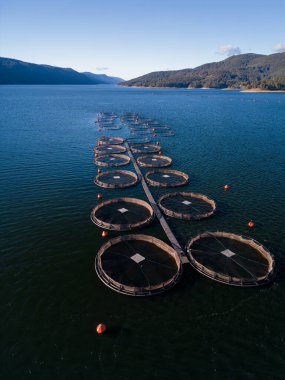 Nehir manzaralı somon balığı çiftliği. Gölde balık yetiştirmek için büyük yuvarlak çitler..