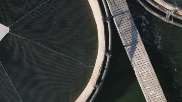 从空中俯瞰鲑鱼养殖场上空飞过的无人机 湖中养鱼用的大圆网状栅栏 — 图库视频影像