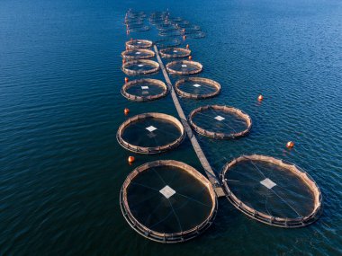 Nehir manzaralı somon balığı çiftliği. Gölde balık yetiştirmek için büyük yuvarlak çitler..