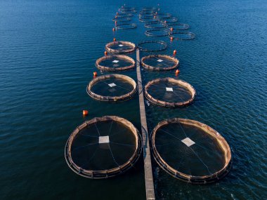 Nehir manzaralı somon balığı çiftliği. Gölde balık yetiştirmek için büyük yuvarlak çitler..