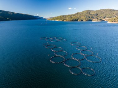 Nehir manzaralı somon balığı çiftliği. Gölde balık yetiştirmek için büyük yuvarlak çitler..
