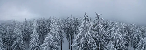Beautiful Winter Panorama Landscape Snow Covered Firs Snowy Foggy Day — Zdjęcie stockowe
