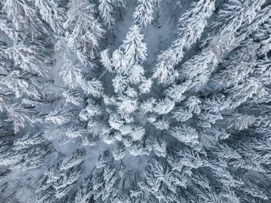 Beautiful winter landscape with snow covered firs at snowy and foggy day top down aerial view nobody
