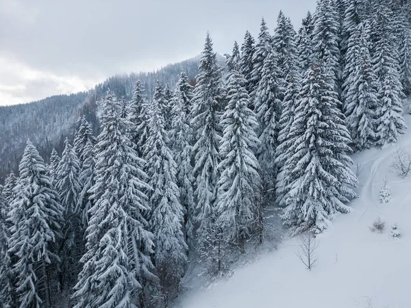 Bela Paisagem Inverno Com Abetos Cobertos Neve Dia Nevado Nebuloso — Fotografia de Stock