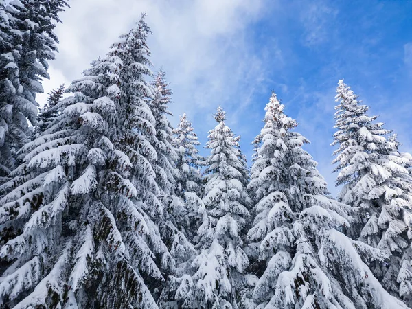 Piękny Zimowy Krajobraz Pokrytymi Śniegiem Pierwiastkami Śnieżny Mglisty Dzień Nie — Zdjęcie stockowe